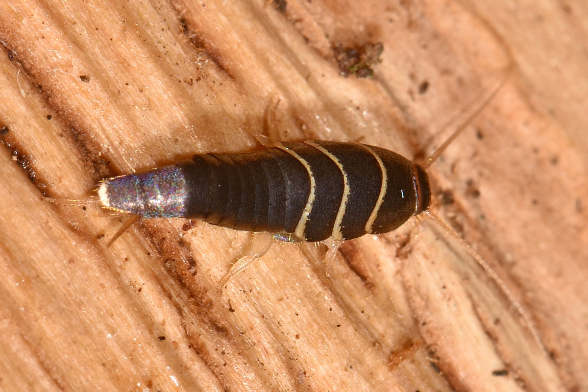 Lepisma sp.